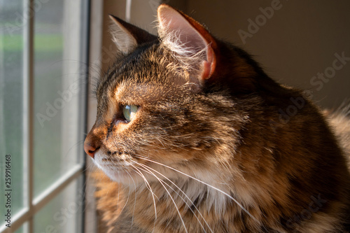 Cats