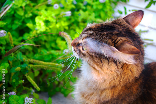 Cats