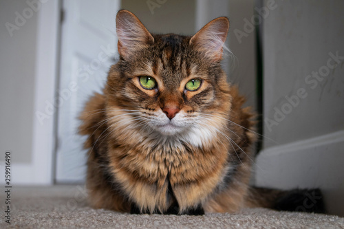 Cats