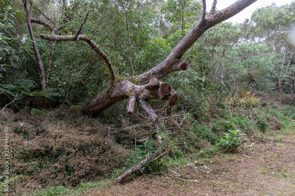 Obraz premium Forêt tropical à La Réunion dans l'Océan Indien