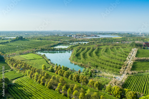 Overview of China s Green Tea Gardens