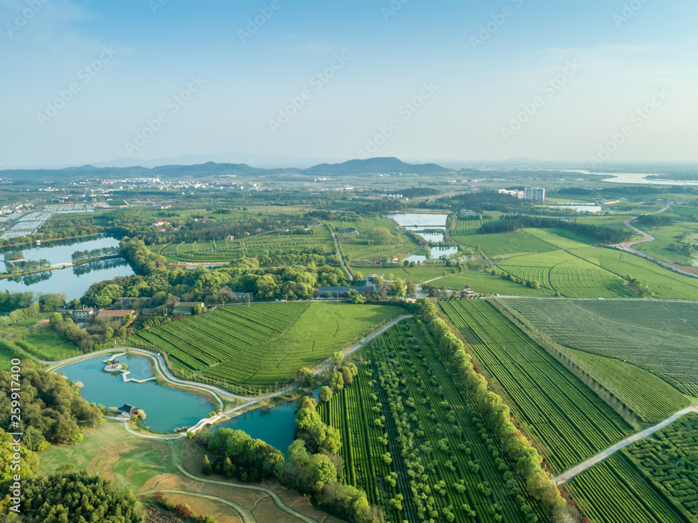 Overview of China's Green Tea Gardens