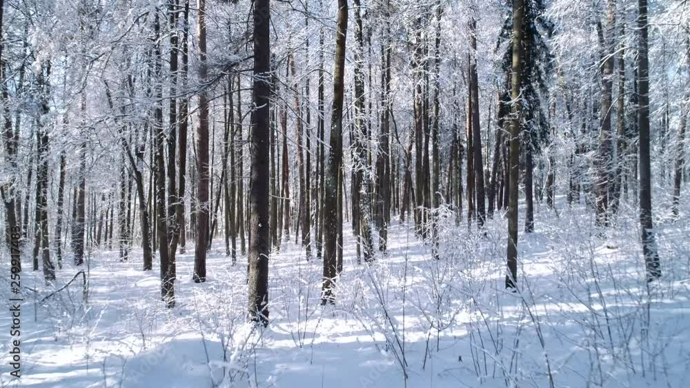 Flying between the trees in snowy forest winter. Flying between the trees in snowy forest winter.