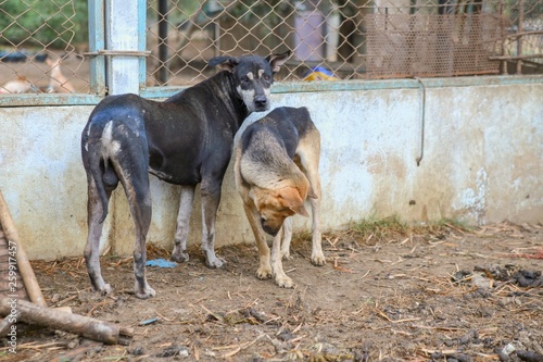 wet dog in the shelter