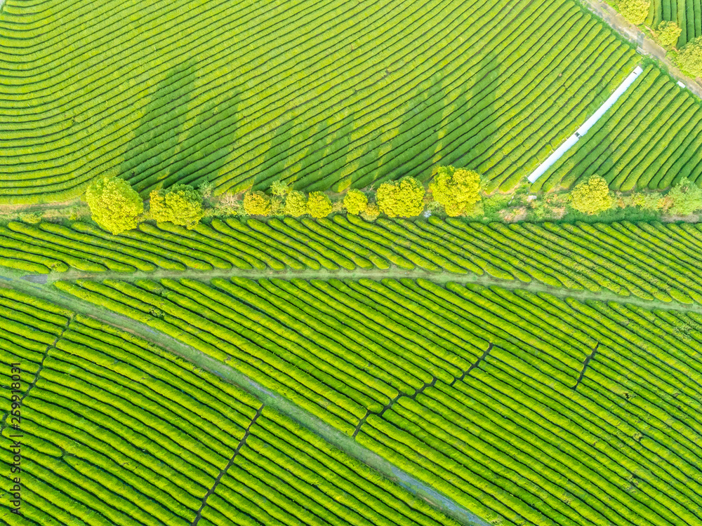 Overview of China's Green Tea Gardens Overview of China's Green Tea Gardens