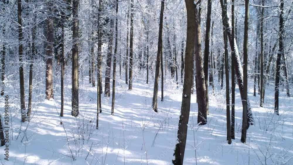 Flying between the trees in snowy forest winter. Flying between the trees in snowy forest winter.