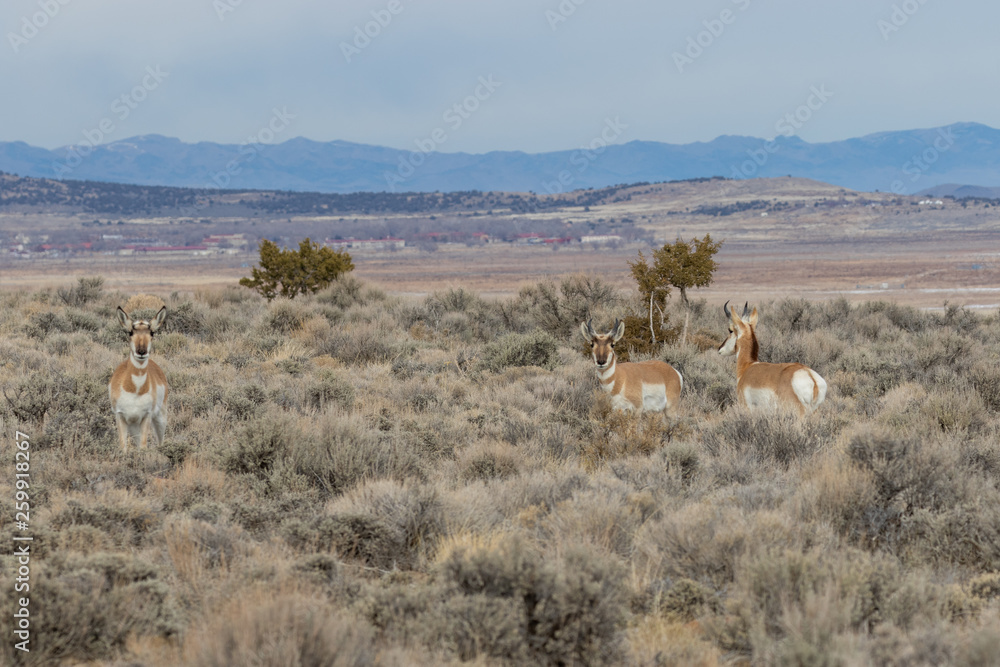 Fototapeta premium Pronghorn Antelope in Winter