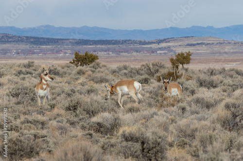 Pronghorn Antelope in Winter