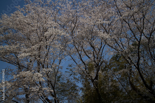 染井吉野とソラと青竹