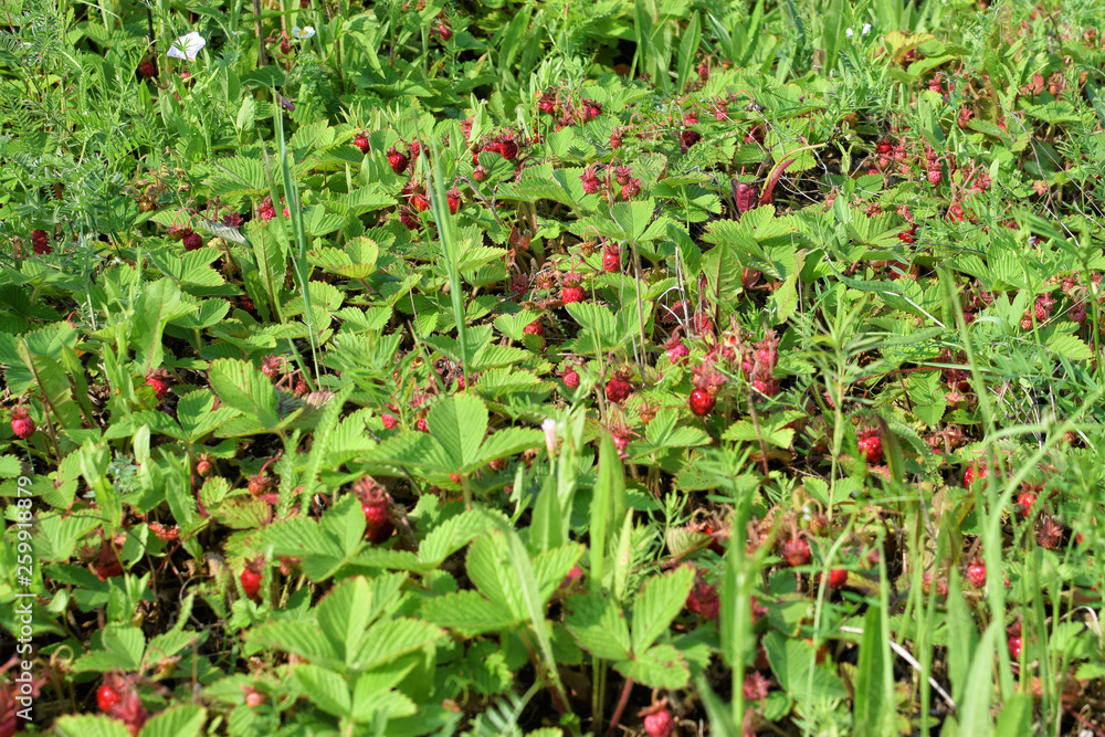 Harvest of red strawberries in the meadow with green grass Harvest of red strawberries in the meadow with green grass
