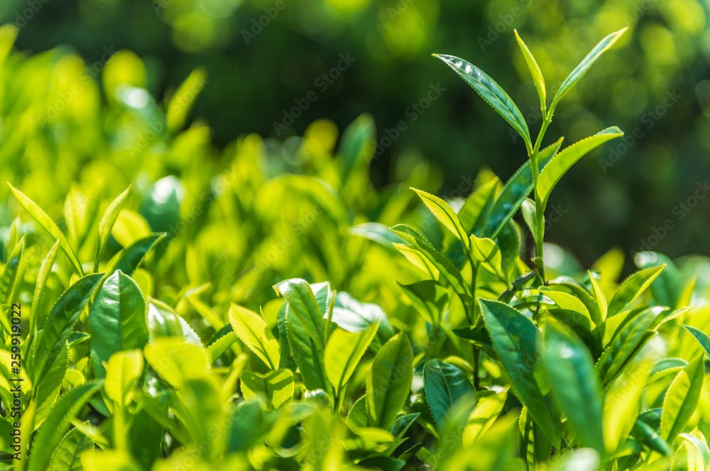 Fresh tea bud and leaves.Tea plantations. Fresh tea bud and leaves.Tea plantations.
