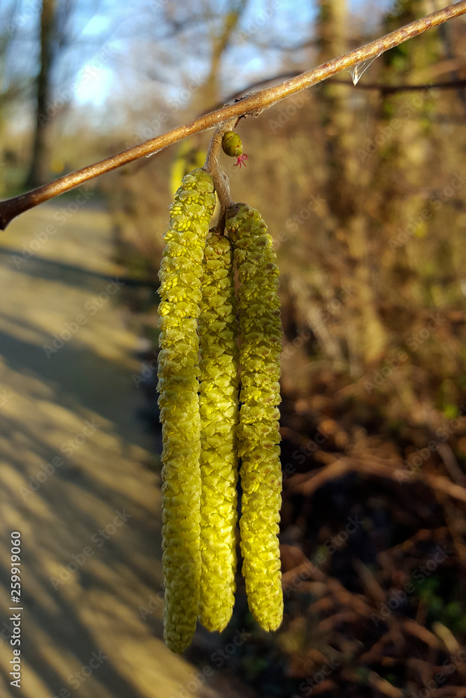 Female flower and male catkins of Hazel (Corylus avellana) Female flower and male catkins of Hazel (Corylus avellana)
