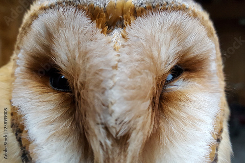 Head of Barn Owl (Tyto alba) with open eyes