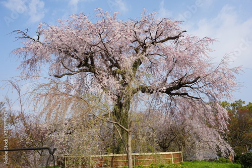 枝垂れ桜　京都　丸山公園 photo