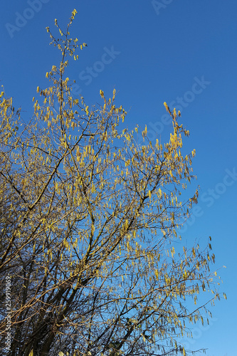 Hazel (Corylus avellana) with catkins on blue sky