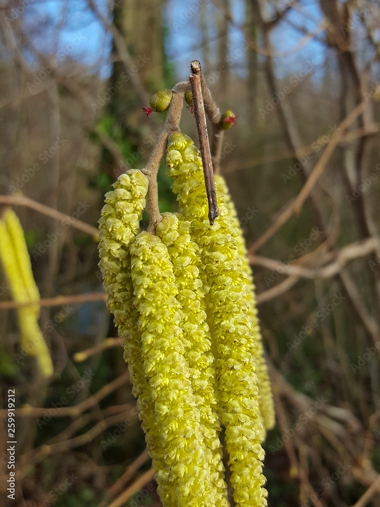 Obraz premium Female flowers and male catkins of Hazel (Corylus avellana)
