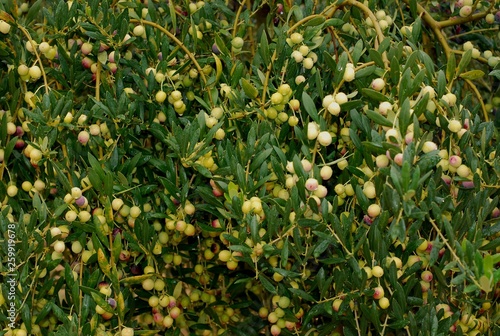 Olives, Olive tree , arbequina variety