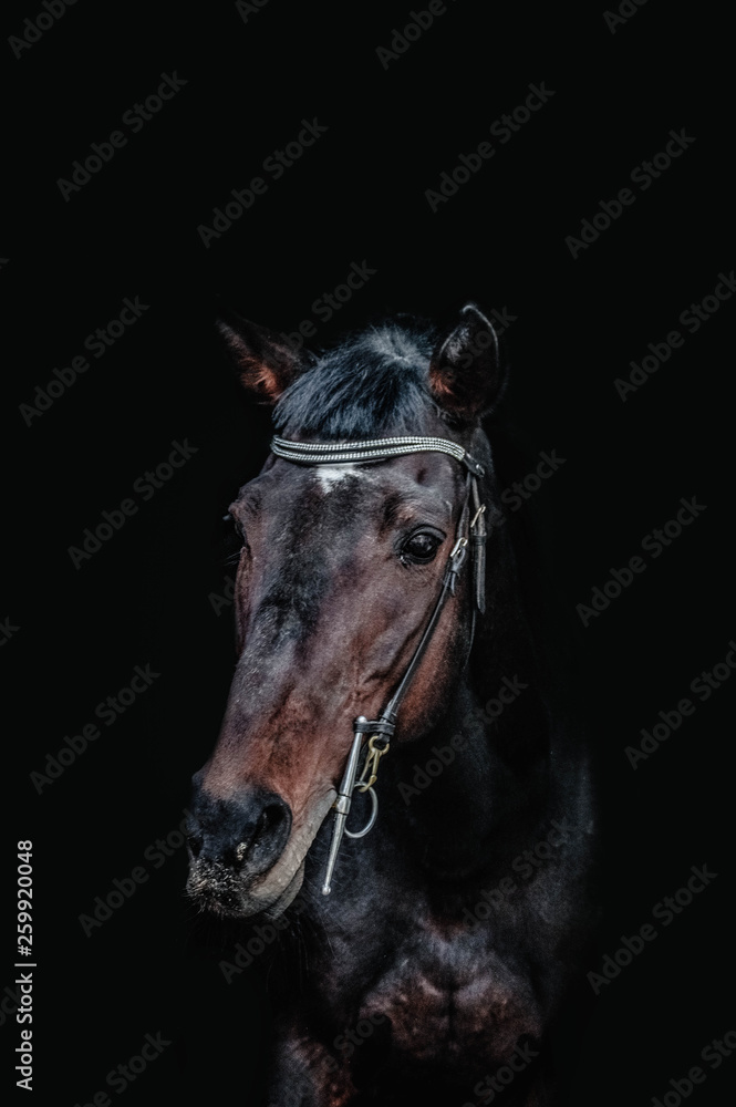 Obraz premium portrait of a horse