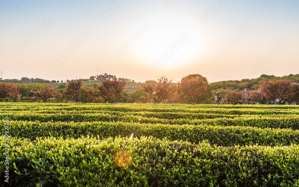  The tea plantations background Tea plantations in morning light