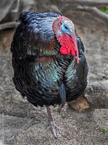 Turkey male in its enclosure