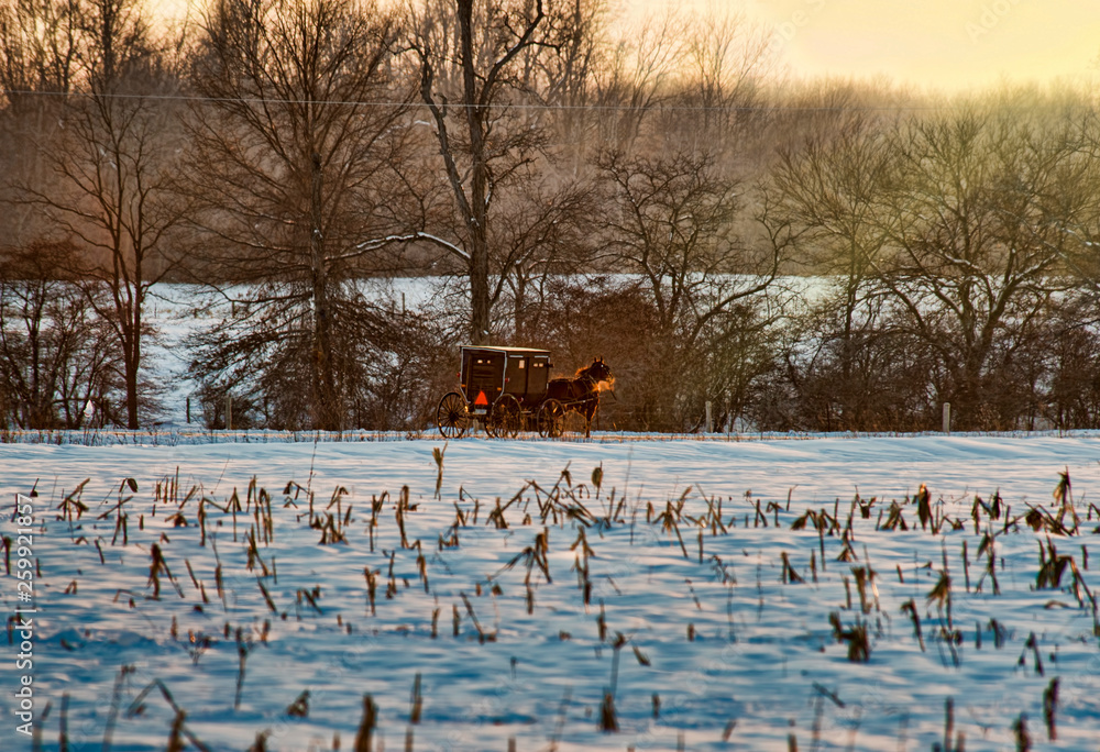 Amish Buggy and Snow with Winter Corn Field Amish Buggy and Snow with Winter Corn Field