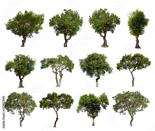 Trees green Set the group that are isolated on a white background. Connections are suitable for designing or making advertising materials Beautiful used for and architecture