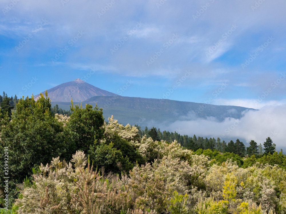 foret de pins et mont Teide 