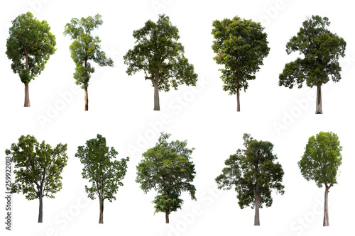 Trees green Set the group that are isolated on a white background. Connections are suitable for designing or making advertising materials Beautiful used for and architecture