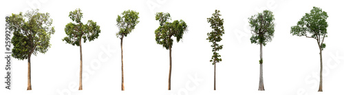 Trees green Set the group that are isolated on a white background. Connections are suitable for designing or making advertising materials Beautiful used for and architecture