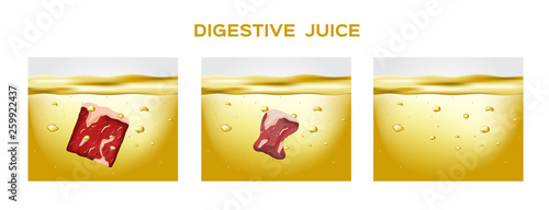digestive juice vector / enzyme / stomach