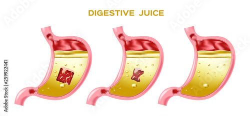 digestive juice vector / enzyme / stomach