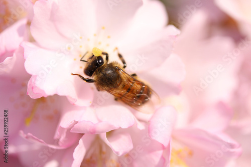 Bee sitting on a beautiful blooming Japanese pink cherry blossom in spring. Close up macro photo.