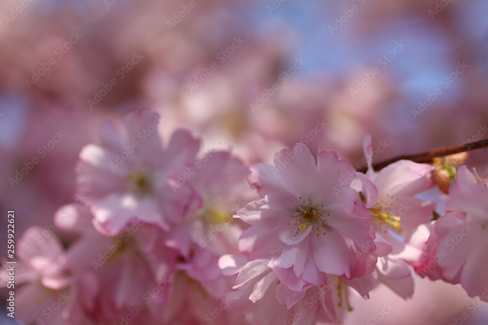 Fototapeta premium Beautiful blooming pink Japanese cherry blossom. Close up macro photo.