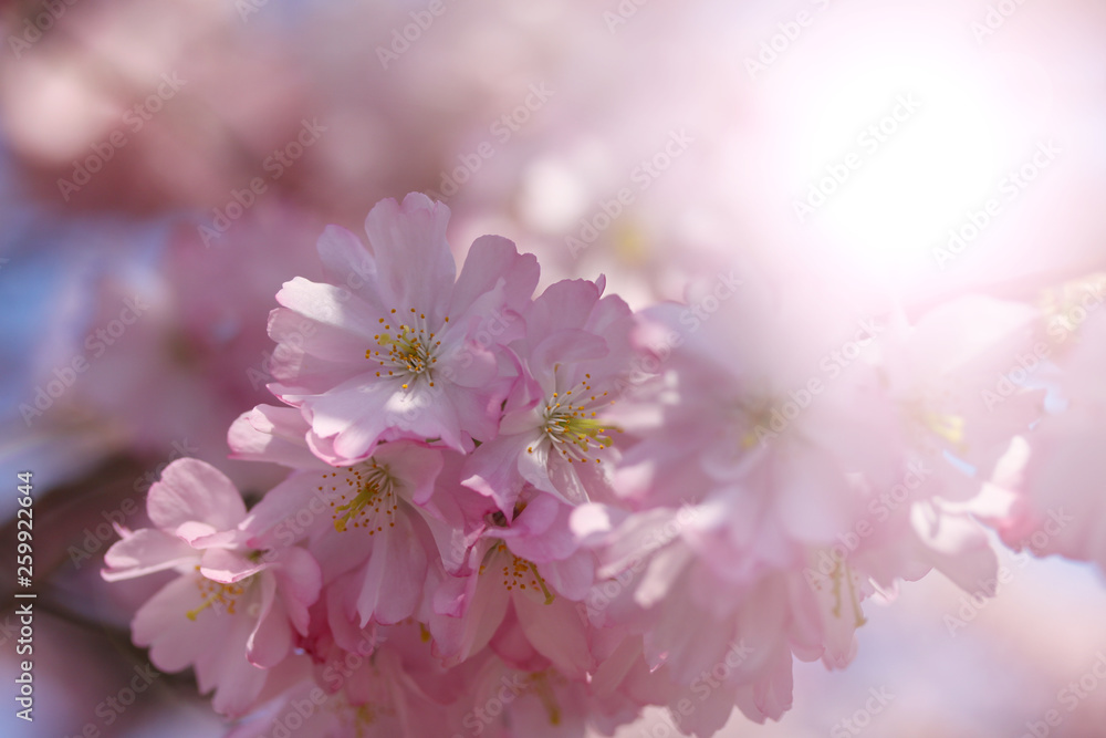 Beautiful blooming pink Japanese cherry blossom with backlight fading. Close up macro photo with copy space.