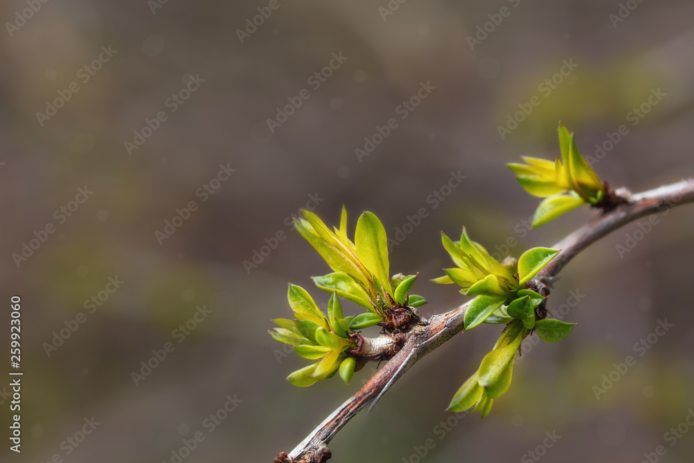 First fresh leaves, springtime outdoor background First fresh leaves, springtime outdoor background