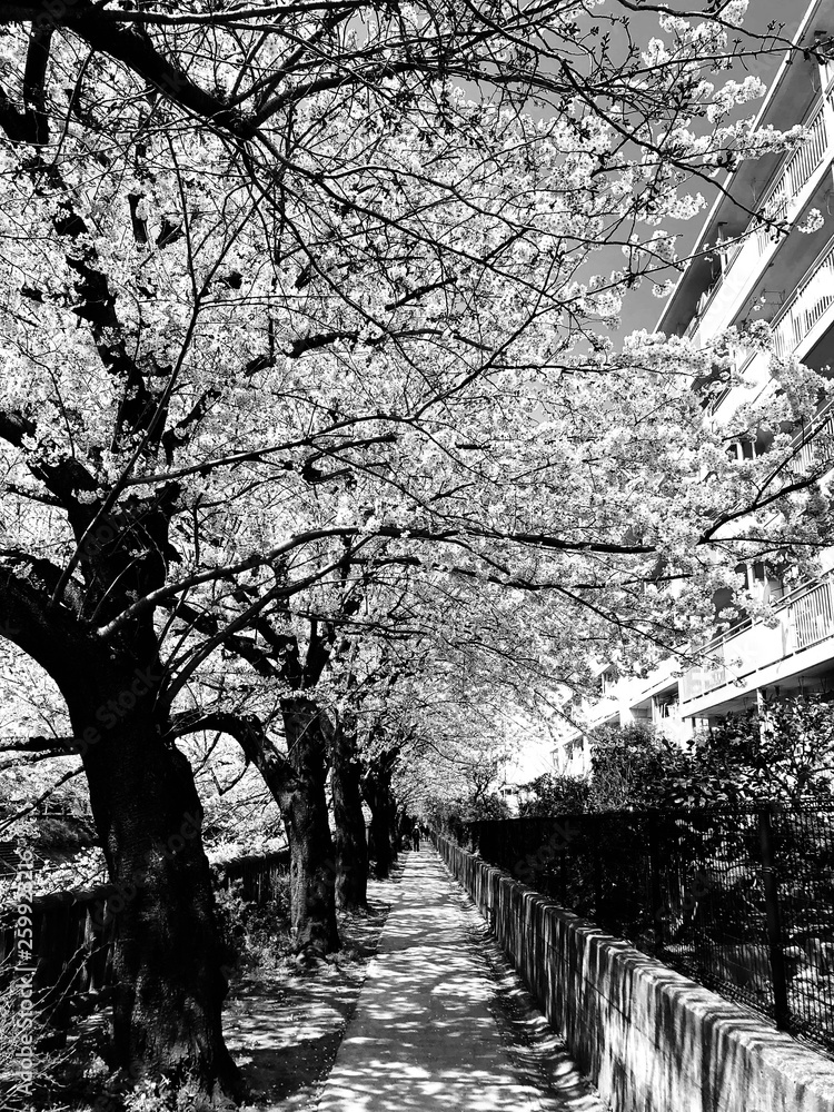 Japanese cherry blossom Japanese cherry blossom