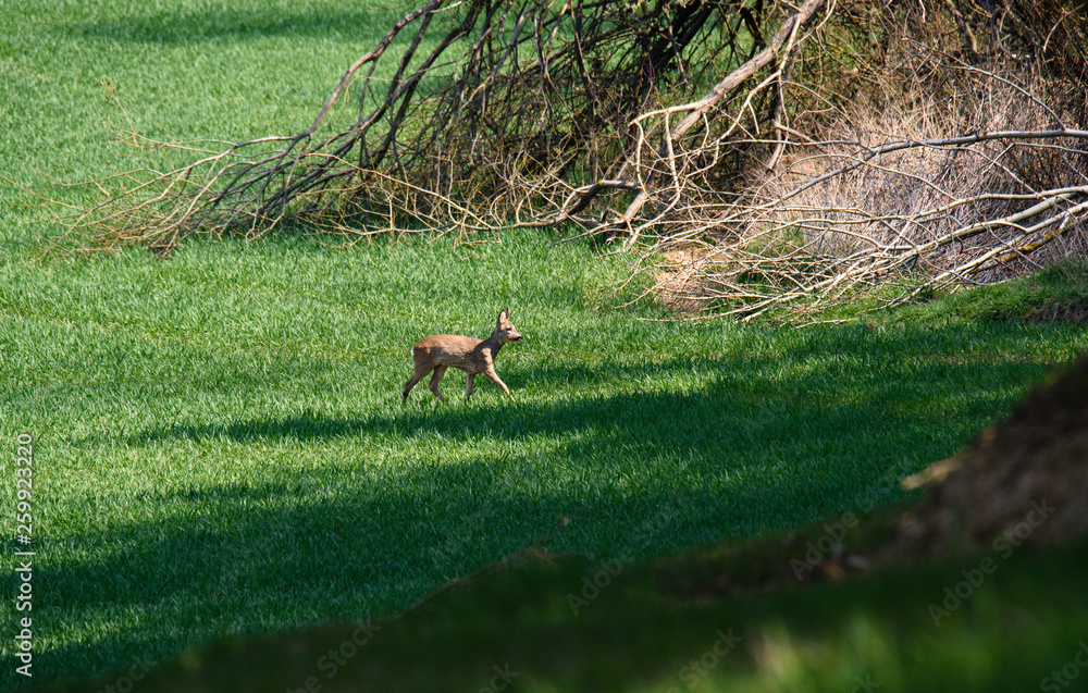 Young wild roe deer in grass, Capreolus capreolus. New born roe deer, wild spring nature. Young wild roe deer in grass, Capreolus capreolus. New born roe deer, wild spring nature.