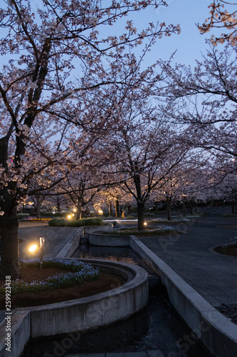 桜のライトアップ 千葉県習志野市 さくら広場