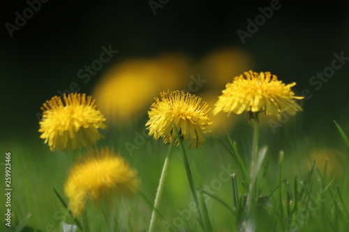 Field with dandelions. Closeup of yellow spring flowers 