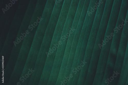 Close up tropical banana leaves texture background. leaves nature dark green tone background