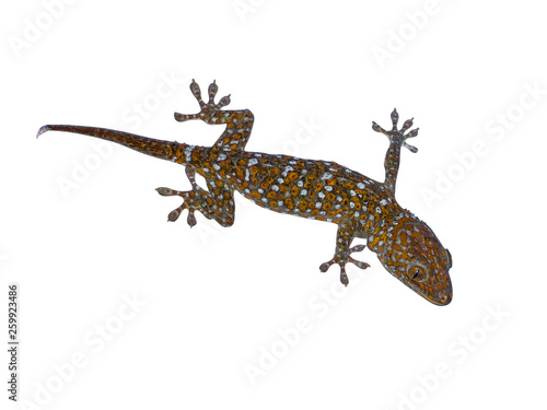 Gecko(Gekko) isolated on white background