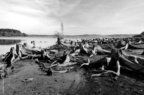 Stumps at the Vltava Reservoir in Southern Bohemia, Czech Republic photo