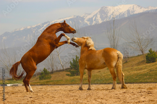 in early spring in the mountains, young horses of thoroughbred Arabian and haflinger breeds play with each other
