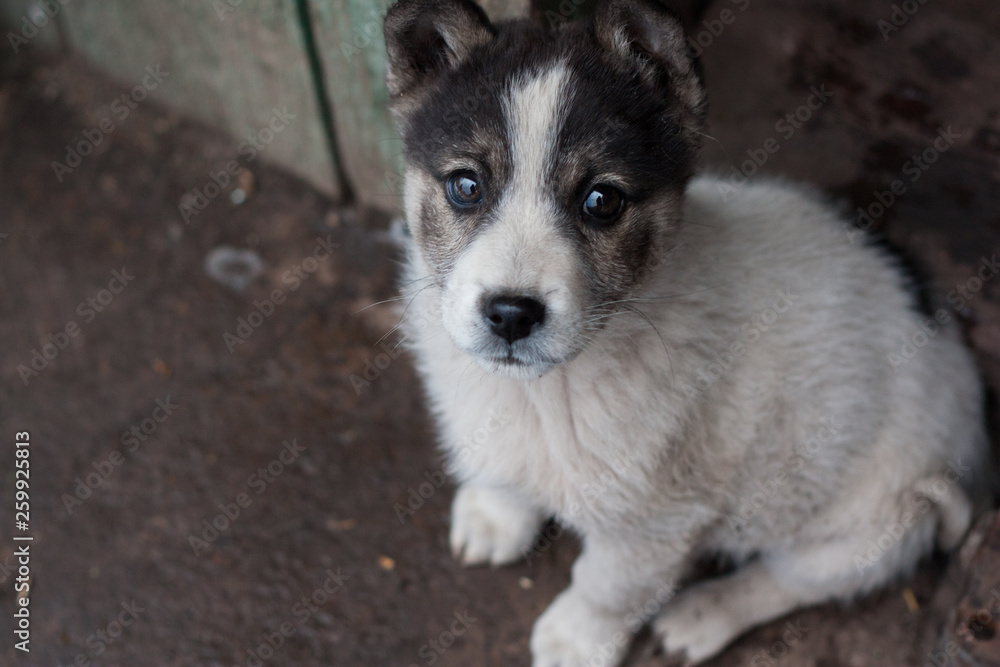 portrait of a dog