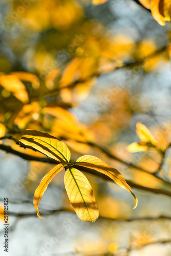 Golden yellow autumn theme