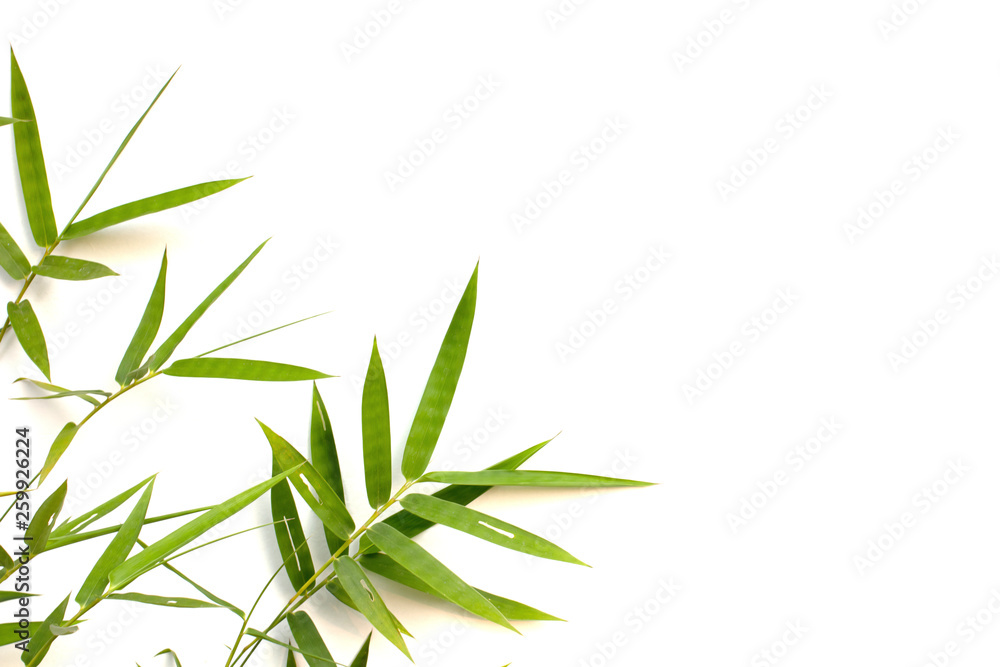 Fototapeta premium Bamboo leaf on white background. Pattern leaves bamboo copy space for text.
