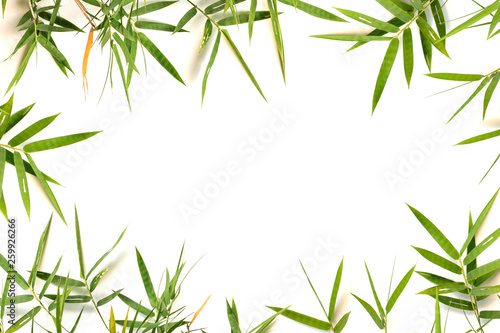 Bamboo leaf frame isolated on white background. Pattern leaves bamboo copy space for text.
