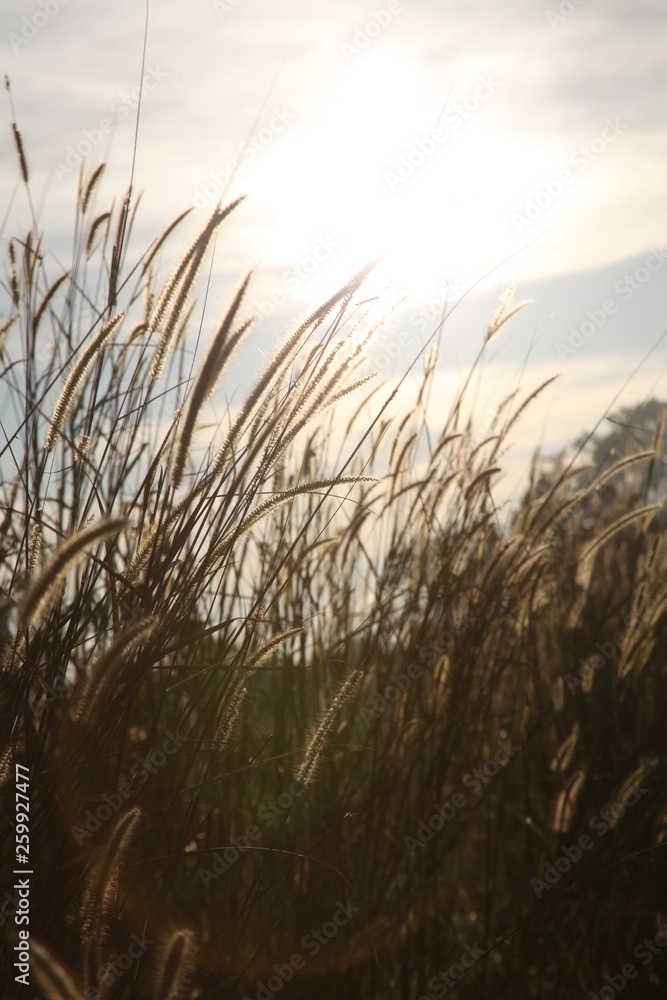 the world of weed grass the world of weed grass