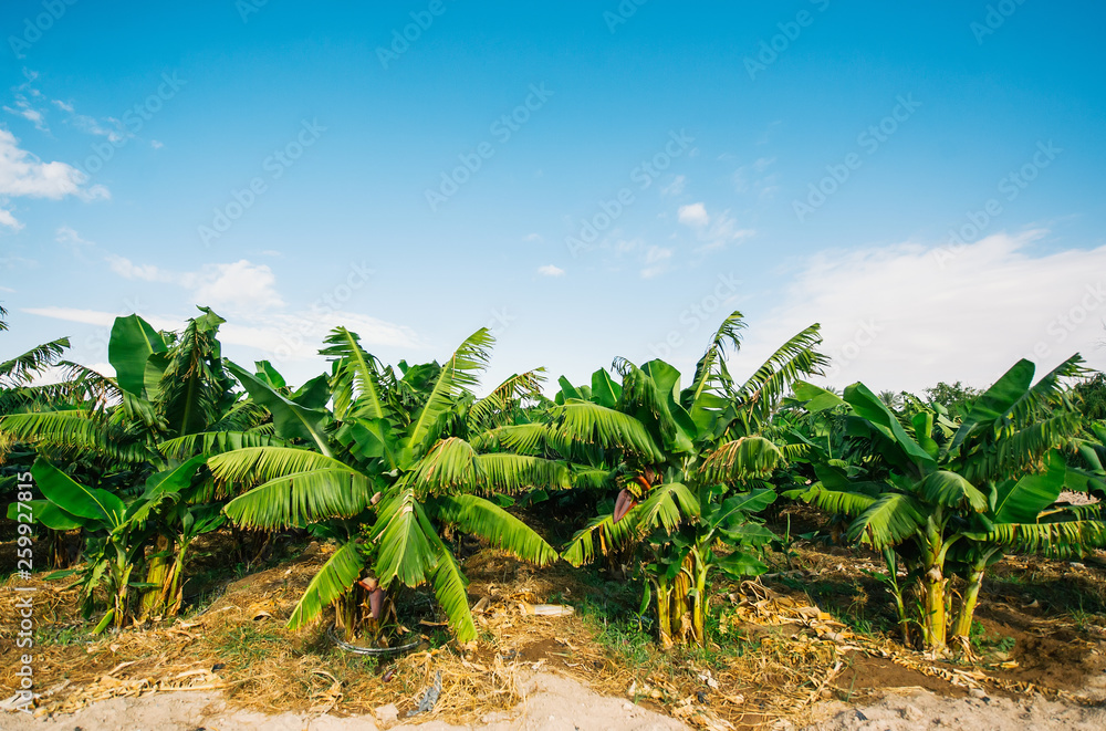 Banana tree plantation on a sunny day