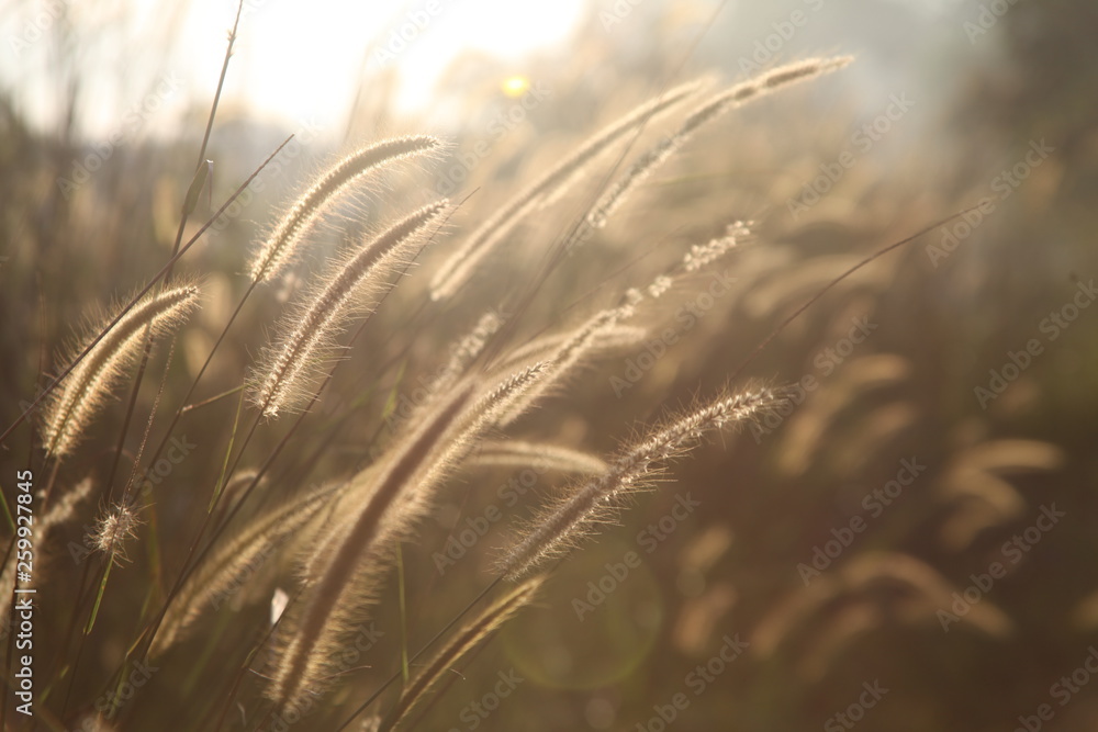 Obraz premium the world of weed grass